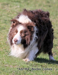 Upland Roy (RED), Red and white rough curly coated dog